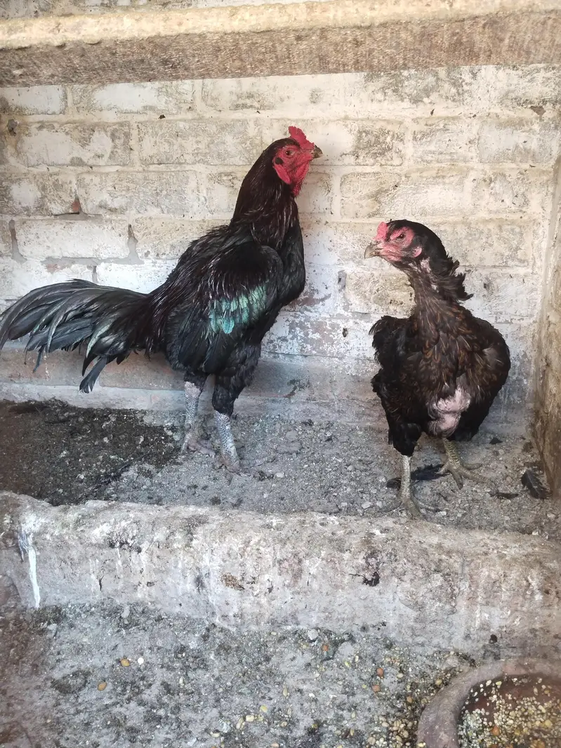 dragon Thai black eyes fresh and fertile egg