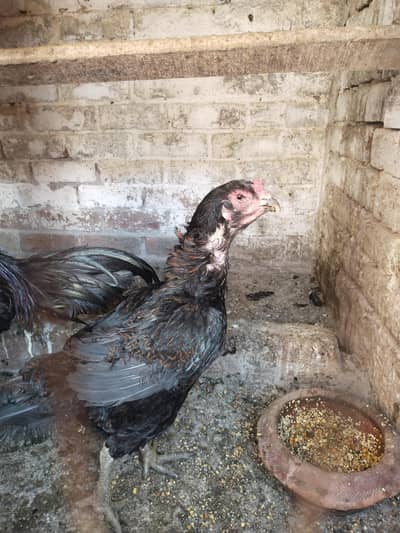 dragon Thai black eyes fresh and fertile egg