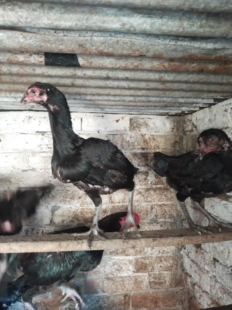 dragon Thai black eyes fresh and fertile egg — photo 2
