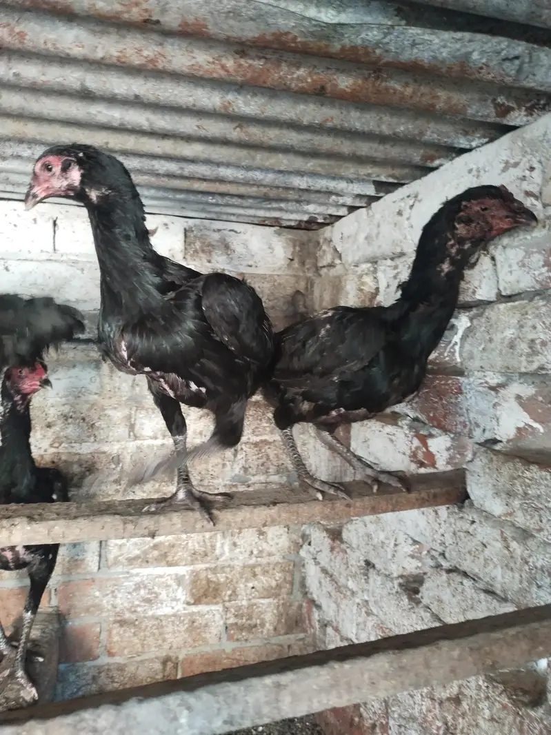 dragon Thai black eyes fresh and fertile egg — photo 4