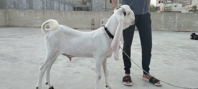 gulabi cross breader bakra