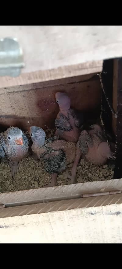 green ring neck checks