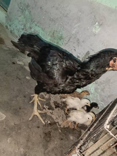 aseel hen with 11 chicks