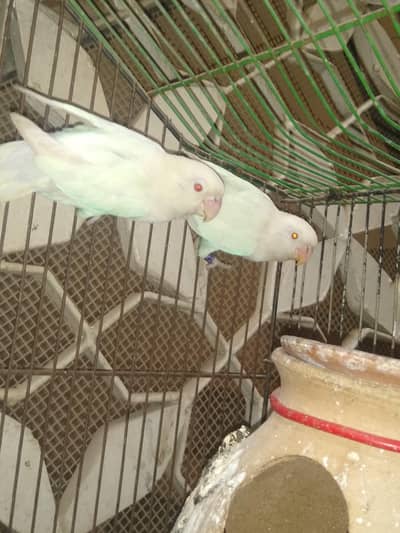Albino red eyes bonded pair