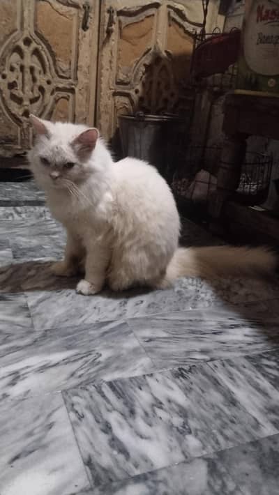 fluffy cute cate male