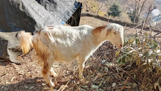 Goat with 2 babies (both males) price 65 thousand