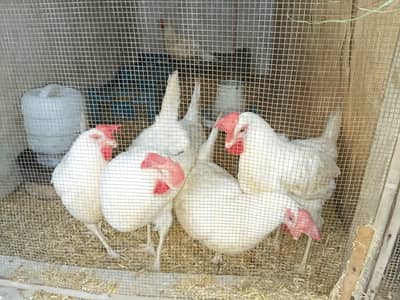 LSL urgent sale white layer