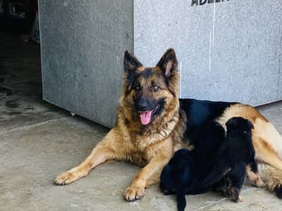 GSD pups