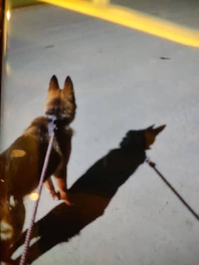 Fully vaccinated and trained Hazzel for sale