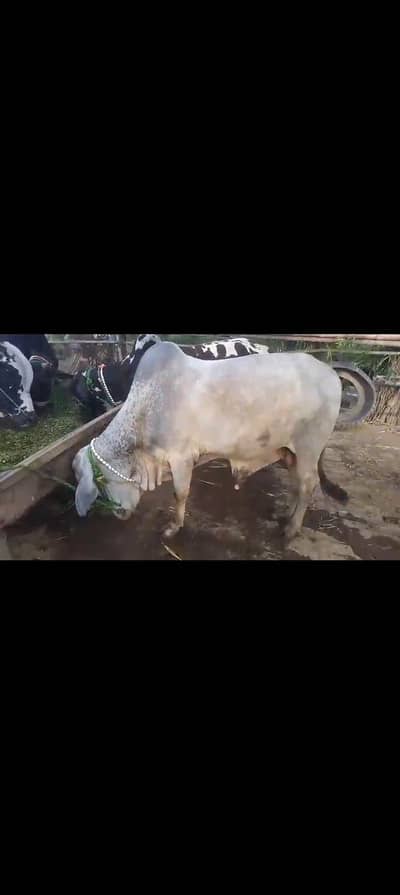 4 bachry for Qurbani 2026