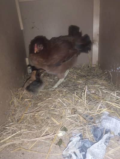 Desi asel with 3 check. ,s