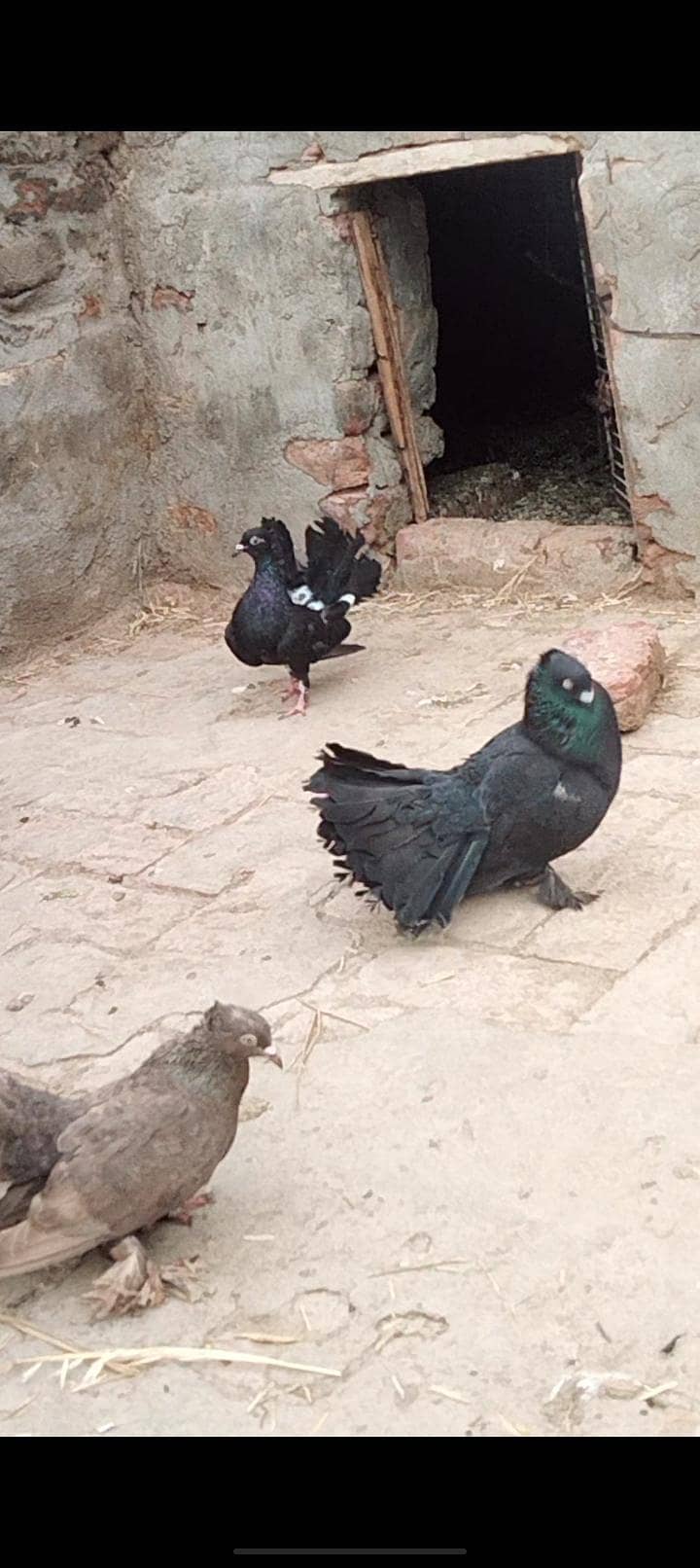 young breader pair 0