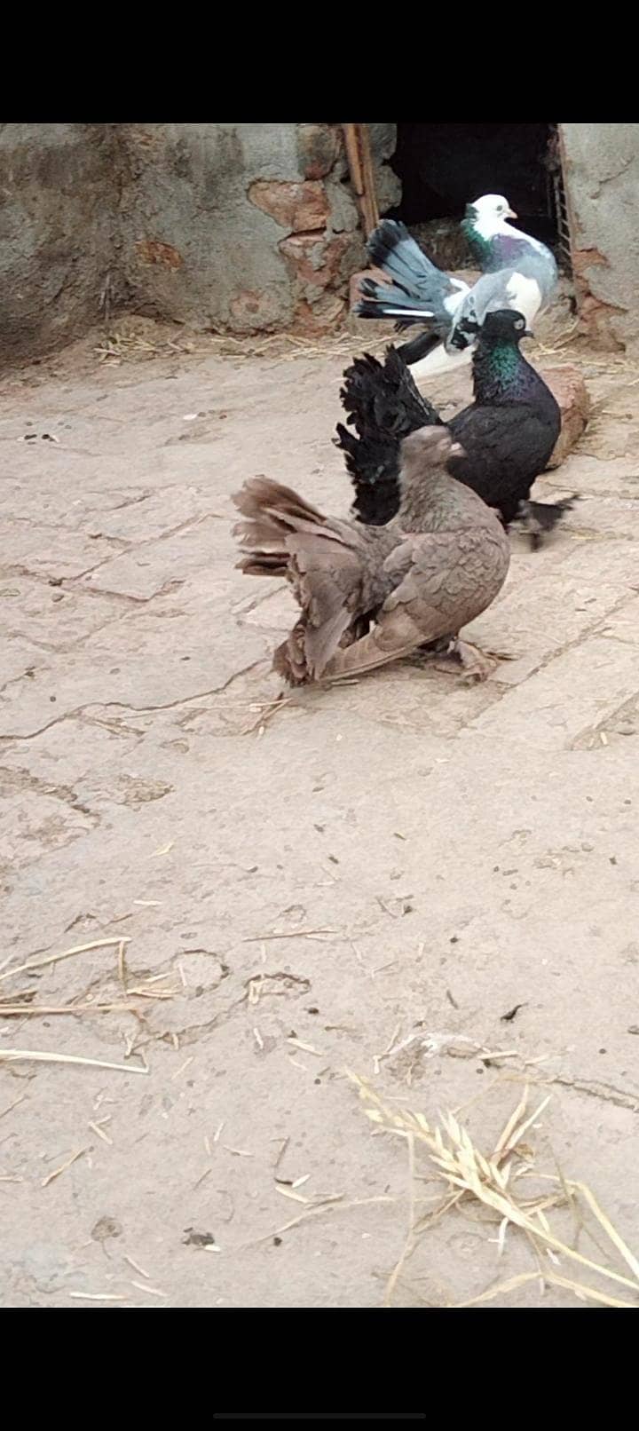 young breader pair 2