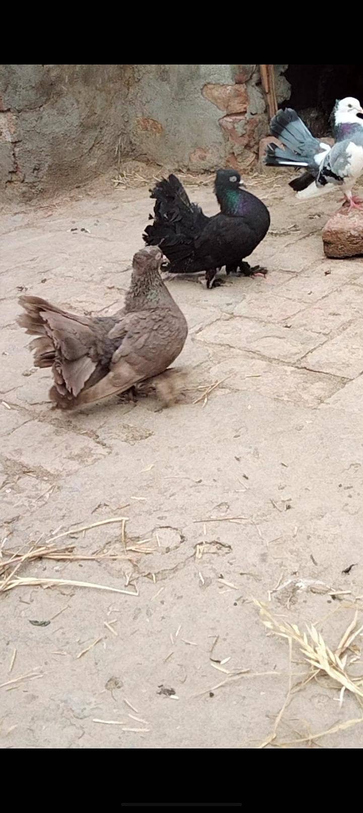 young breader pair 3