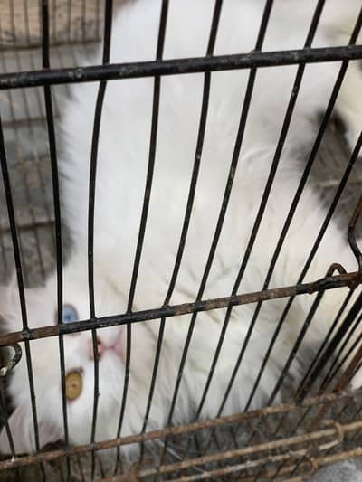 Persian cat white