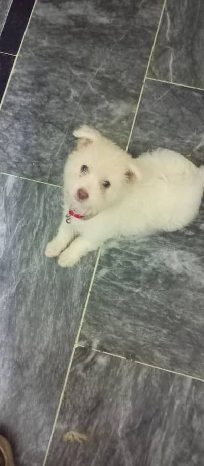 sirf 1 vaccine Hui ha