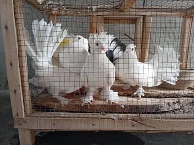 Fancy Pigeons for
