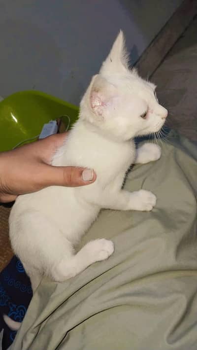 Persian cat green eyes