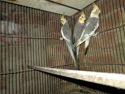 commen pied cocktail parrots