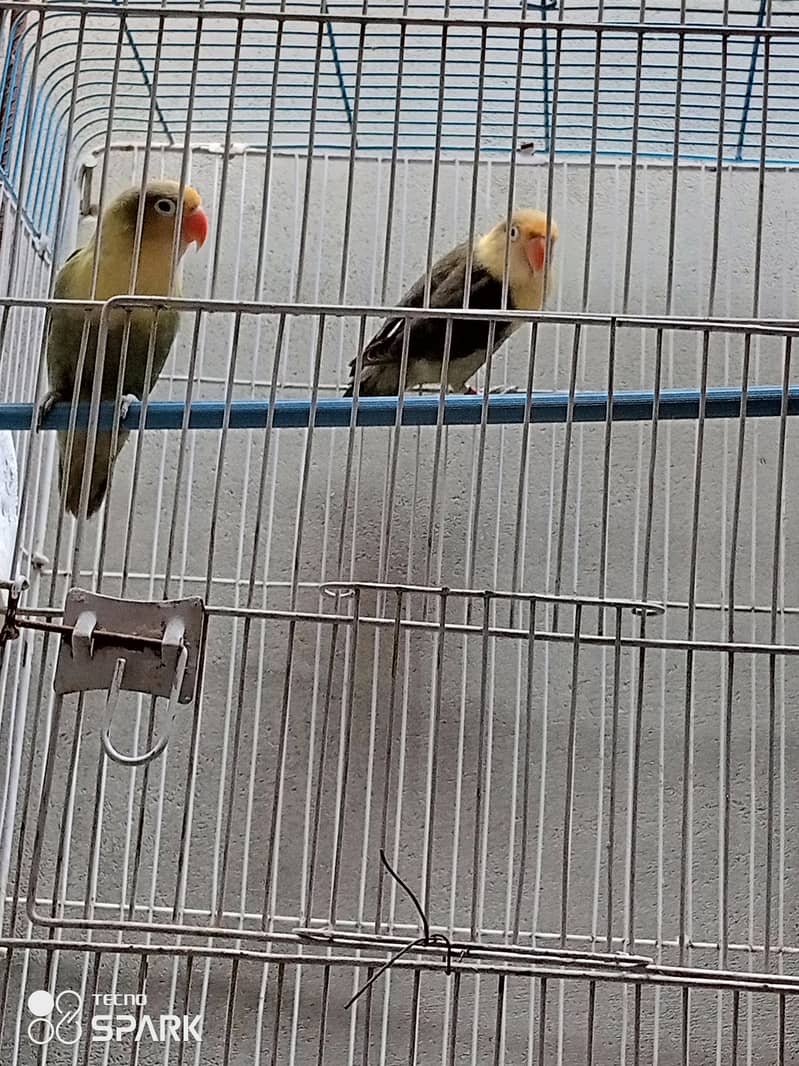 parrot 0