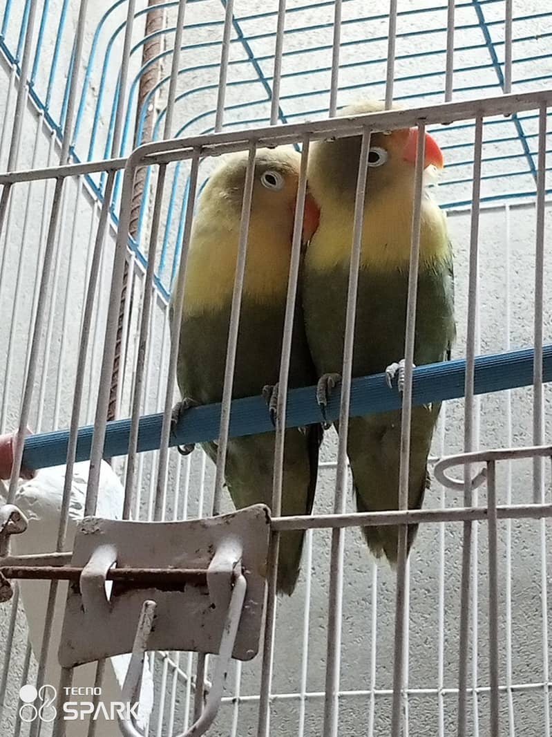 parrot 1