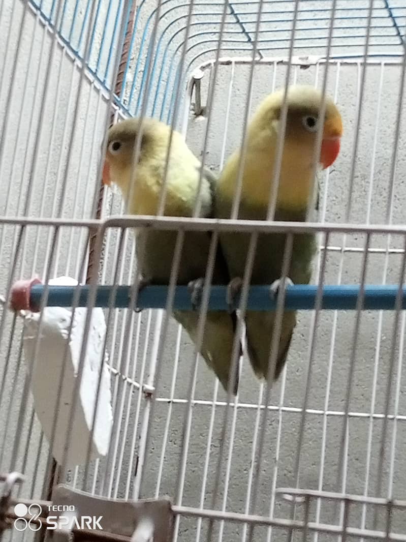parrot 2