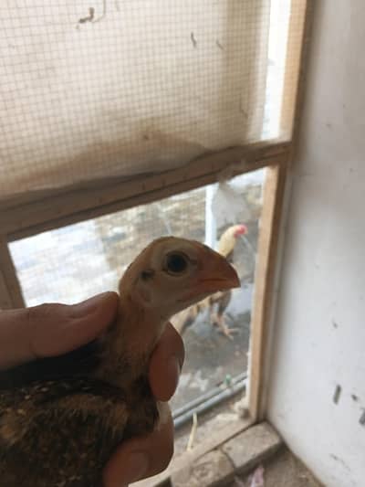 parrot beak Indian long tail chicks home breed  available