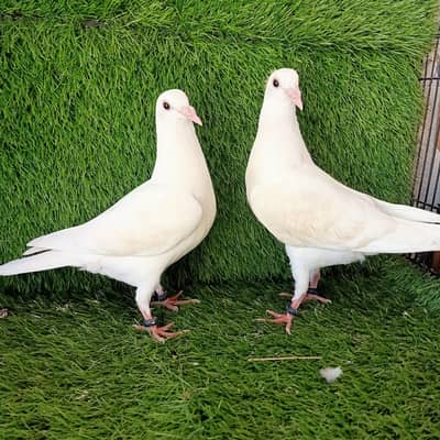 White khummar Qasid Young patha pathi  pair For sale.