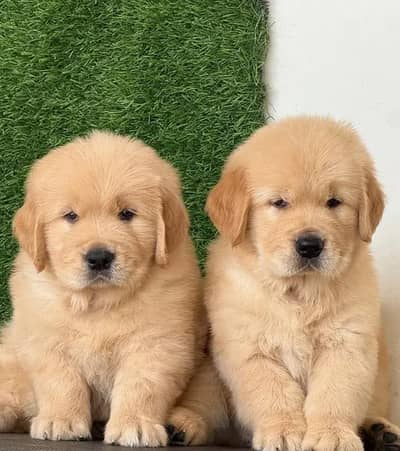 Golden retriever dog puppy