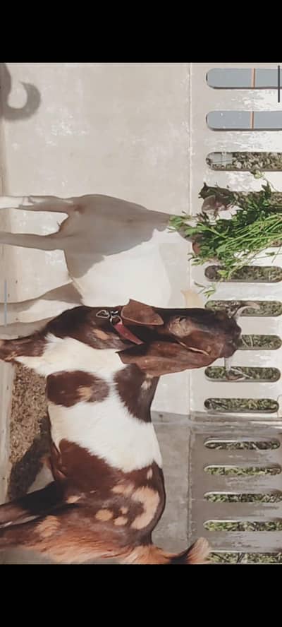 Khassi Bakray Qurbani 2026 avalaible. . . Qurbani Lovers. . sb fresh 2 Dant