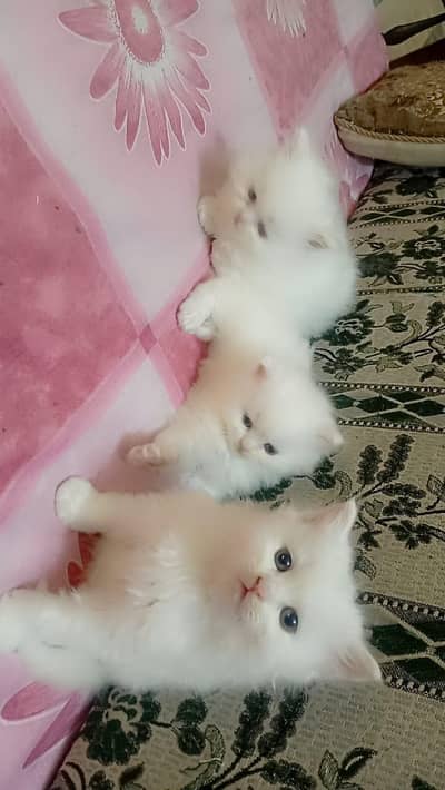 persian cats pair 2month  old