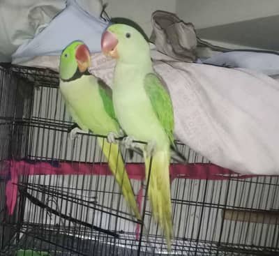 Speaking Raw Parrot