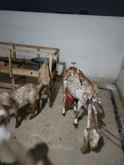 Makhi Cheeni Bakri 2 Bacho ke sat