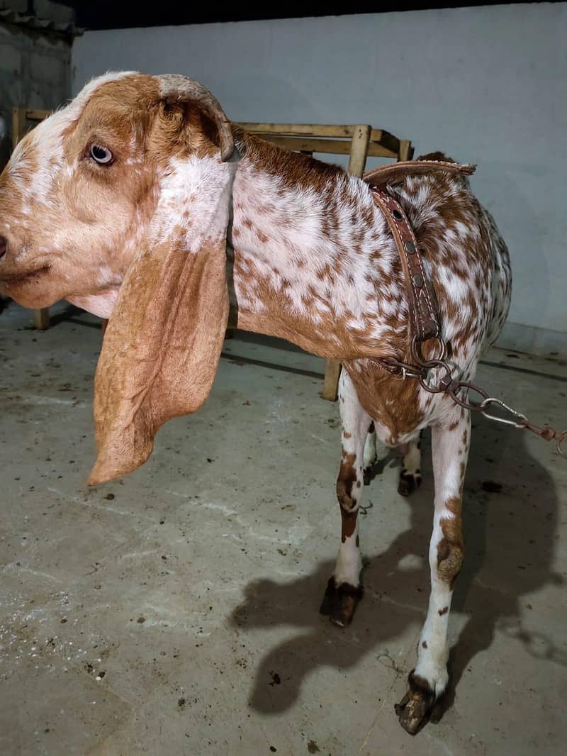 Makhi Cheeni Bakri 2 Bacho ke sat - Goats - 1112704887