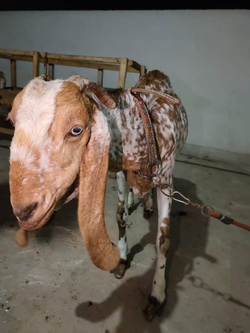 Makhi Cheeni Bakri 2 Bacho ke sat - Goats - 1112704887