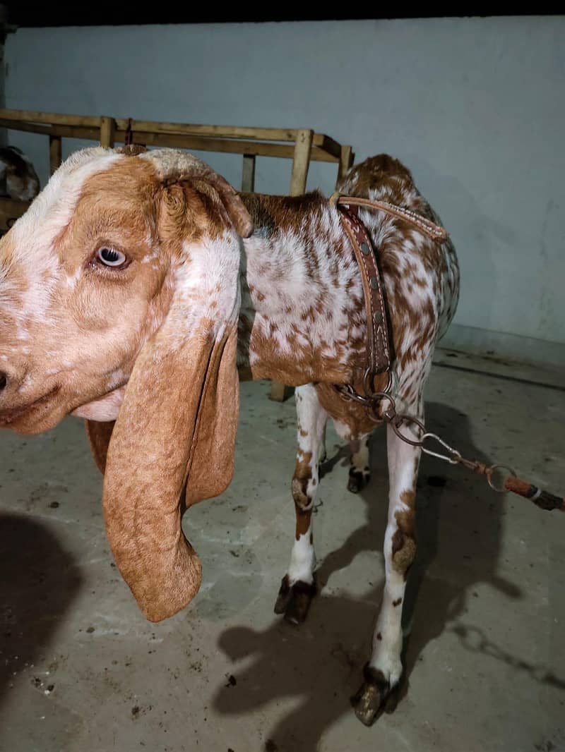 Makhi Cheeni Bakri 2 Bacho ke sat - Goats - 1112704887