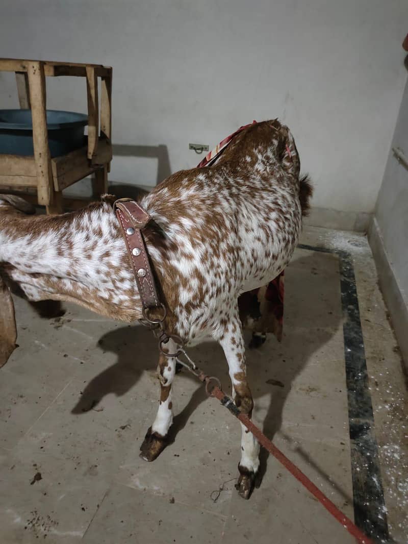 Makhi Cheeni Bakri 2 Bacho ke sat - Goats - 1112704887