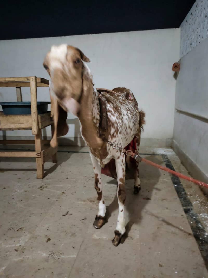 Makhi Cheeni Bakri 2 Bacho ke sat - Goats - 1112704887