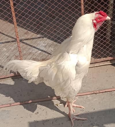 Mianwali Aseel for sale