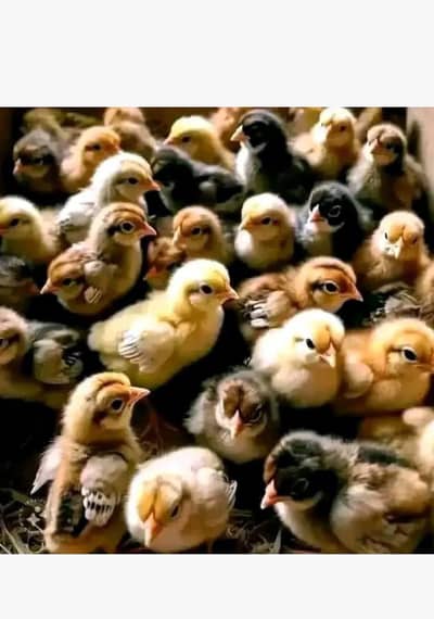 گولڈن مصری چوذہ