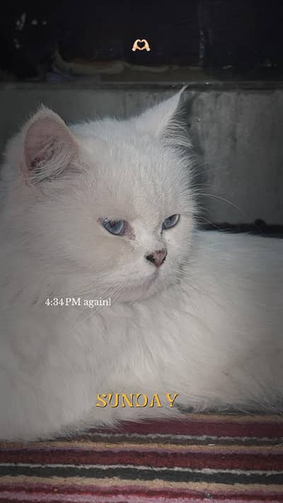 Pure white percion cat available