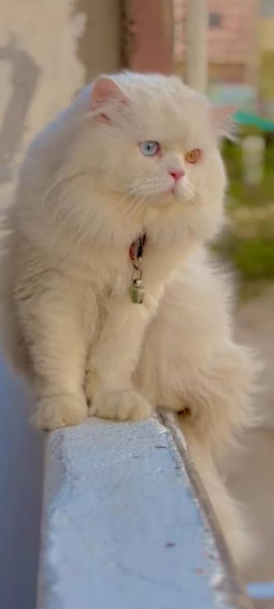 punch face stud male cat for sale