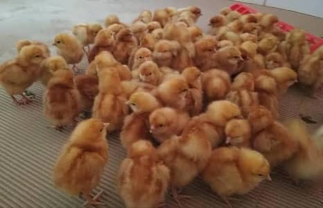 200 Day 01 lohmann brown chickens available for sale in Rawalpindi