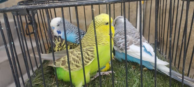 EXIBITION BREEDER PAIRS