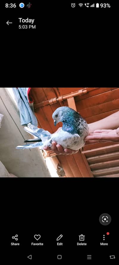 pure silver bajrai tonk pigeon