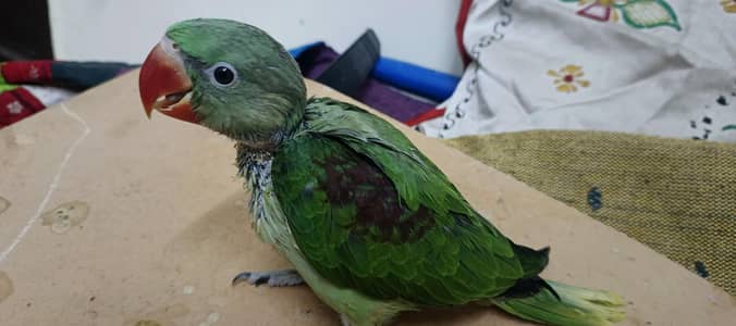 pahari/Alexander Kashmiri parrot chick baby  4 sale