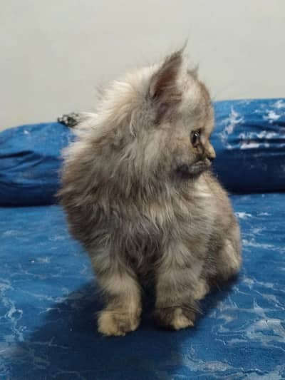 Grey Persian Kitten for Sale | Healthy & Cute