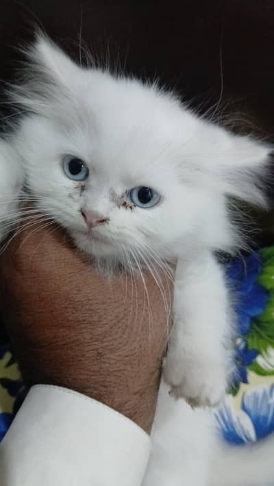 Persian cat kid female