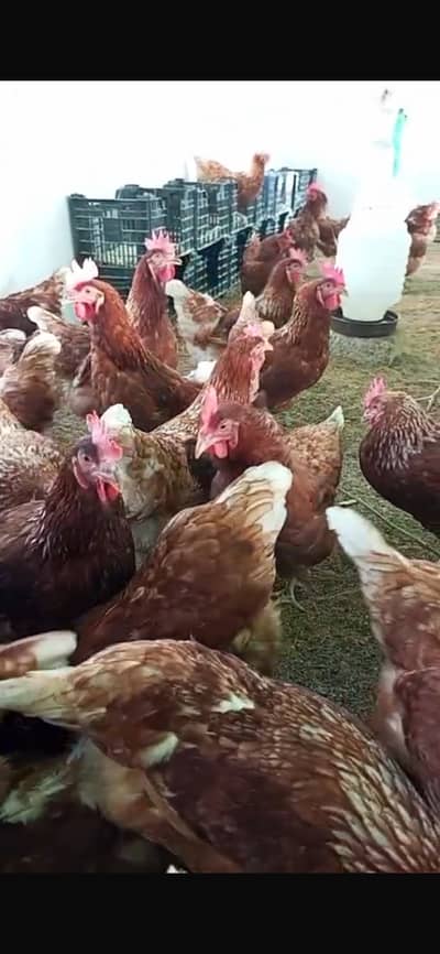Egg laying hens