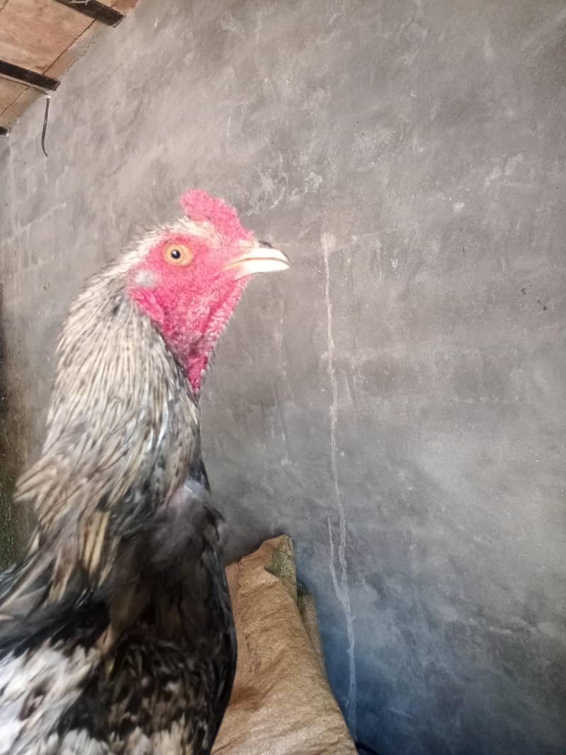 Aseel java patha for sale 0